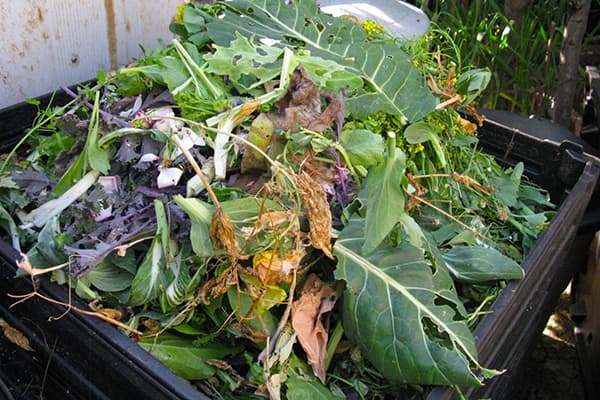 Tops dans un tas de compost