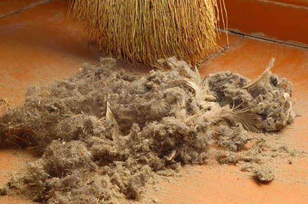 Poussière de maison