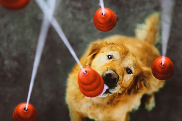 Jouets pour chiens