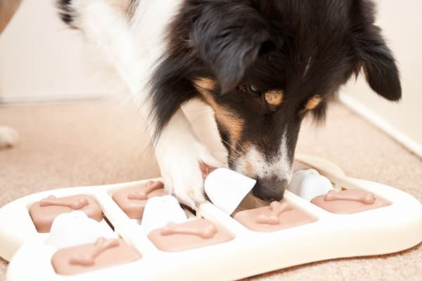 Chien avec jouet éducatif