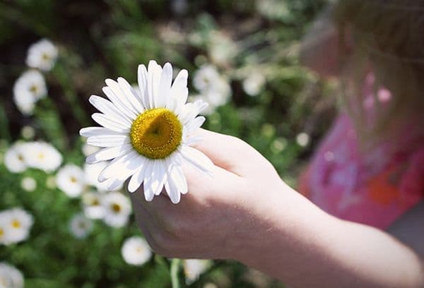 Pétales de camomille