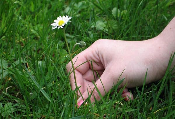 Cueillette de marguerites
