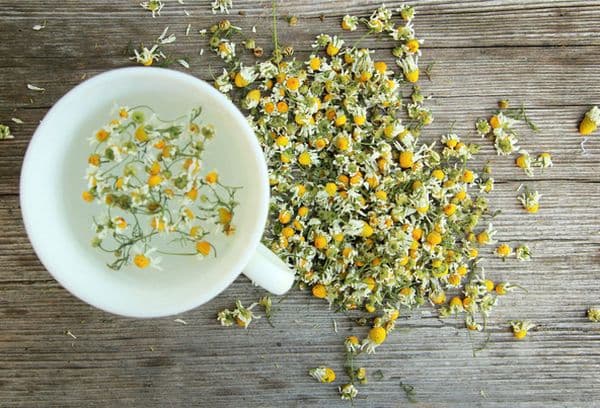 Fleurs de camomille séchées