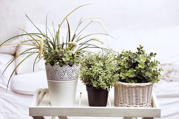 Plantes dans un intérieur lumineux
