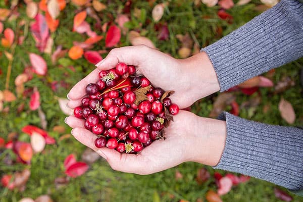 Poignée de airelles