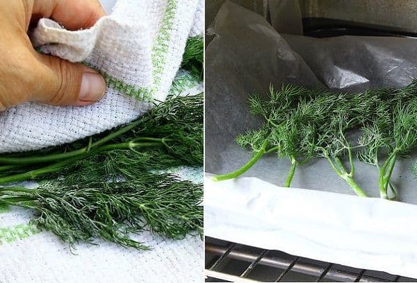 Séchage d'aneth au four