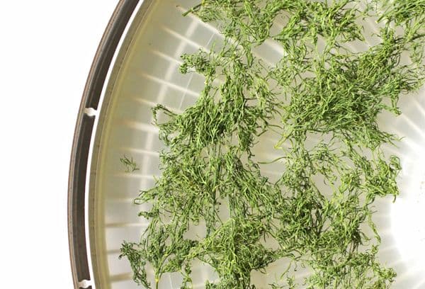 Séchage de l'aneth sur un pan