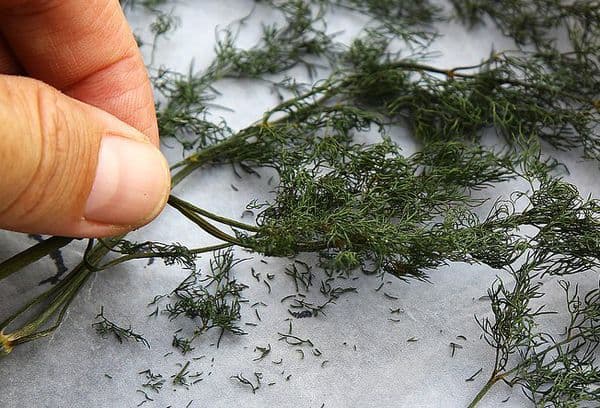Bouquet d'aneth séché