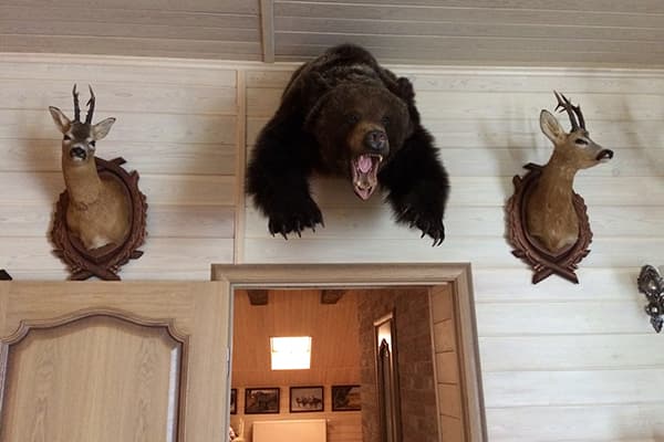 Peluches dans la maison