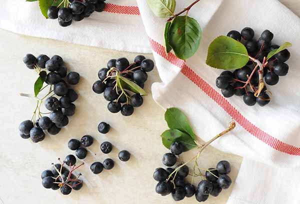 Aronia