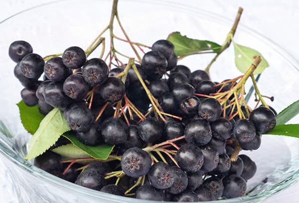 Bouquets de chokeberry