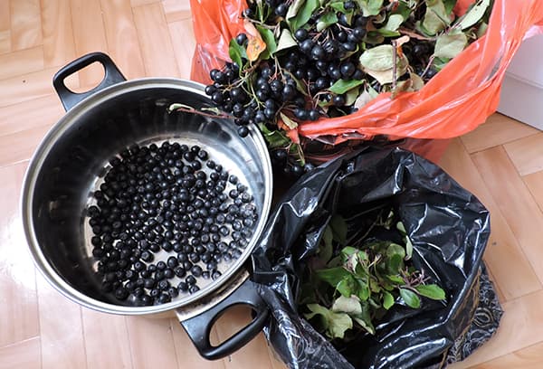 Récolte des baies de chokeberry