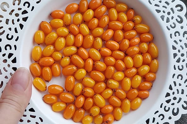 Assiette aux baies d'argousier