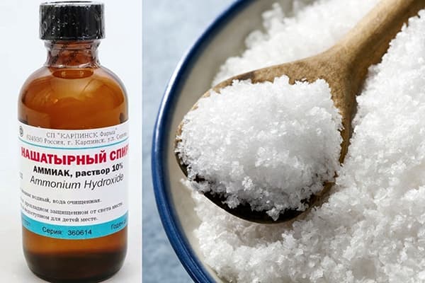 Ammoniac et sel de mer