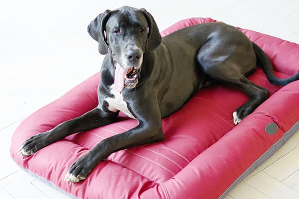 Chien sur un canapé moelleux