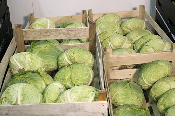 Chou dans les tiroirs sur le balcon