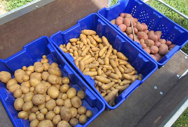 Caisses De Pommes De Terre