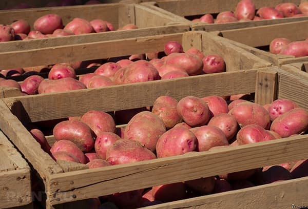Pommes de terre lavées