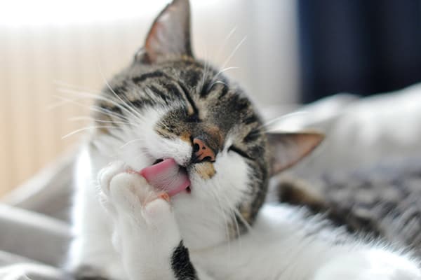 Chat dans l'appartement